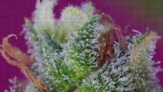 Black Jack CBD Sweet Seeds