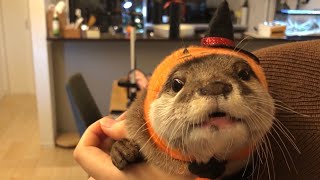 カワウソさくら ハロウィンに反対派なのかもしれないカワウソ猫 Otter and cat who can't do Halloween