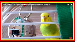 VLOG: Птичка Лайма непоседа?Рассуждаем о разведении #Попугай