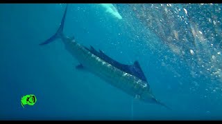 SAILFISH on water wolf, no Rapala X Rap Magnum