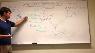 Xenopus Germ Layer Origins (Speman Organizer Formation)