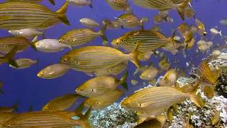 ПОДВОДНЫЙ МИР Рыба море океан видео про рыб UNDERWATER WORLD Fish sea ocean video about fish
