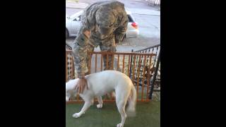 Soldier welcomed home by happy dog! Drill Weekend