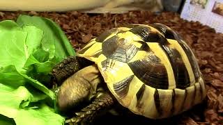 リクガメ専門店トータス・スタイル　ヘルマンリクガメ サブアダルトメス飼い込み個体入荷致しました！
