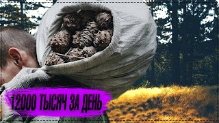 МЫ ПОЕХАЛИ ЗА КЕДРОВЫМИ ОРЕХАМИ СБОР КЕДРОВЫХ ШИШЕК СЕЗОН 2019