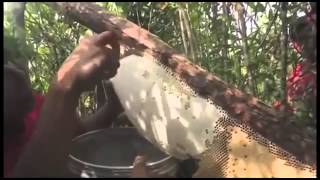 Madu Muni Hutan Apis Dorsata