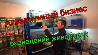 Аквариумный бизнес, разведение живородки.