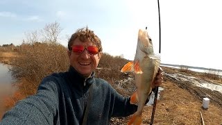 Открытие сезона жидкой воды. Супер клёв окуня. Кивок, Микроджиг