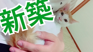 闘病中の子猫のためのケージを買いました！