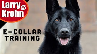 E Collar Training / First day of Intermittent Phase