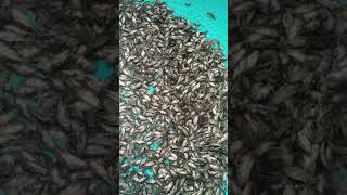 Cá chẽm giống size 3 cm giá 1500/ con.(baramundi size 3cm , hatchery) Liên hệ 0977822688