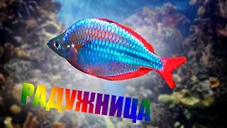 Аквариум дома  Рыбка радужница неоновая