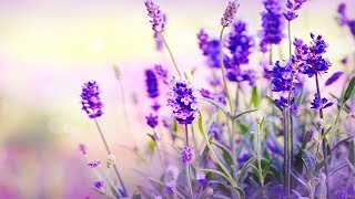 8 Hour Sleep Hypnosis: Delta Waves, Sleep Music, Meditation Music, Dream Music ☾☆009
