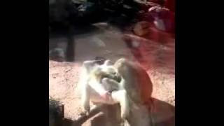 Animal mating 88