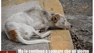 video contro gli abbandoni