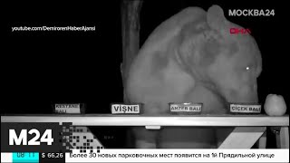 Турок превратил воровавших мед медведей в дегустаторов - Москва 24