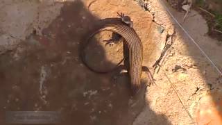 Дикая природа Африки Ящерицы в бунгало - будет ливень Фауна Кения Lizards Laikipia Kenya