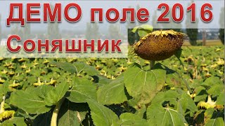 Демо поле "Соняшник. Зона ризикованого землеробства"