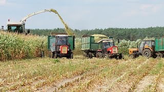 W suszy też się można zakopać! Szalone Ursusy i Claas Jaguar 880 w kukurydzy