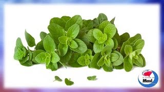 Propiedades y beneficios del oregano planta medicinal
