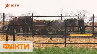 Едва выживают: как на Днепропетровщине выращивают спортивных лошадей