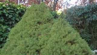Picea de maceta: Picea albertiana var conica  (www.riomoros.com)