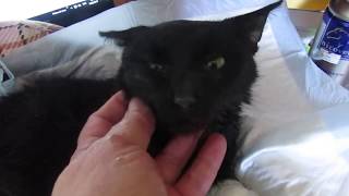 КОШАНА: искалеченная кошечка ❀ Лохматая Душа