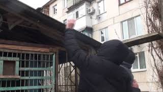 Ястреб прижился, ведет охоту на голубей ежедневно.