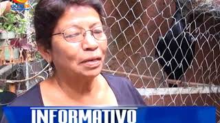 CUERVO PARLANTE EN AGUASCALIENTES