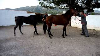 Semental Pura Raza Española PRE / Pure Spanish Horse stallion