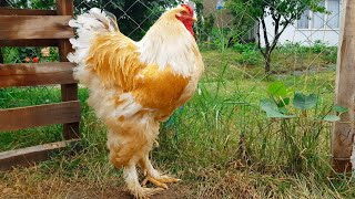 Brahma Chicken - Giant Orange Rooster and Hens | Video 4K