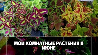 Мои комнатные растения в июне на балконе ,стеллажах и подоконниках.Излишки в наличии для вас друзья!
