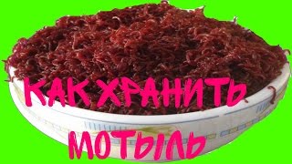 Мотыль. Живой корм.Как хранить мотыля в домашних условиях [#Мотыль]