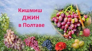 Виноград 2018  Виноград кишмиш Джин  Отзыв о винограде