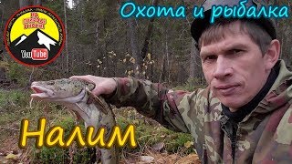 Налим.