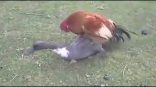 Этот удивительный мир: петух пытается ухаживать за уткой.