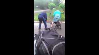 Собака убивает собаку при попустительстве хозяйки