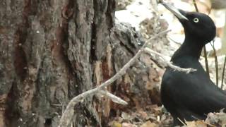 Черный дятел Желна добывает личинок из сосны | Black woodpecker extracts larvae from pine