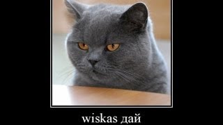 СПЛОШНАЯ КОТОМАТРИЦА