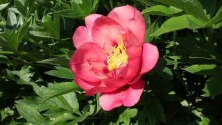 Old Rose Dandy | R2 Flowers BV | Peonies