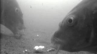 Carp Live! Line Aligner 2