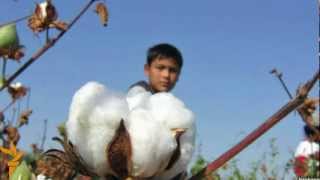 Uzbek Ўзбекистонда болаларни ким ишлатаяпти?