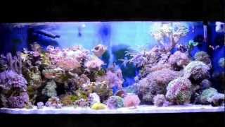 Coral Reef Fish Aquarium 75 Gallon HD Saltwater Tank