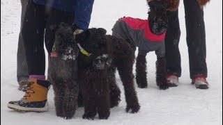 Kerry blue terrier (7 months). Winter / Керри блю терьер (7 месяцев). Зима