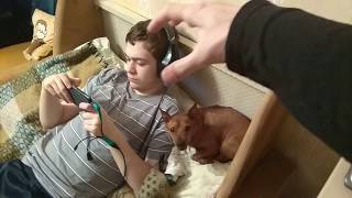 Троллим и злим смешного Цвергпинчера.