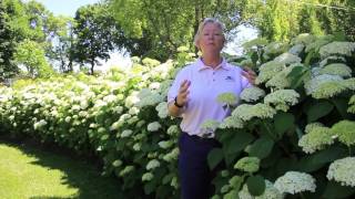 In The Nursery: Hydrangea Incrediball