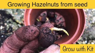 Growing Hazelnuts from seed - Step-by-step guide