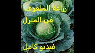 زراعة الملفوف في المنزل من البذرة حتى الحصاد فيديو كاملCultiver du chou à la maison