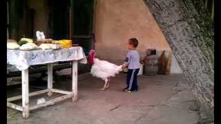 Марти и Пуяка (Marti and turkey-cock )