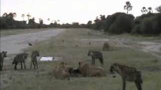 Lions vs. Hyenas ~ eternal enemies ~ As seen on Nat Geo Wild's Caught in the Act!!!